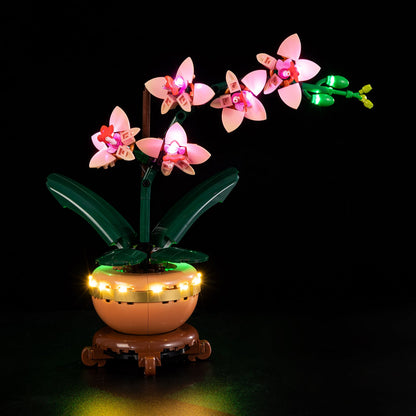 Orchid 10343 - Image 1