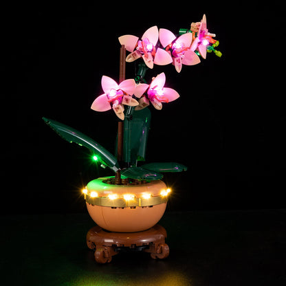 Orchid 10343 - Image 3
