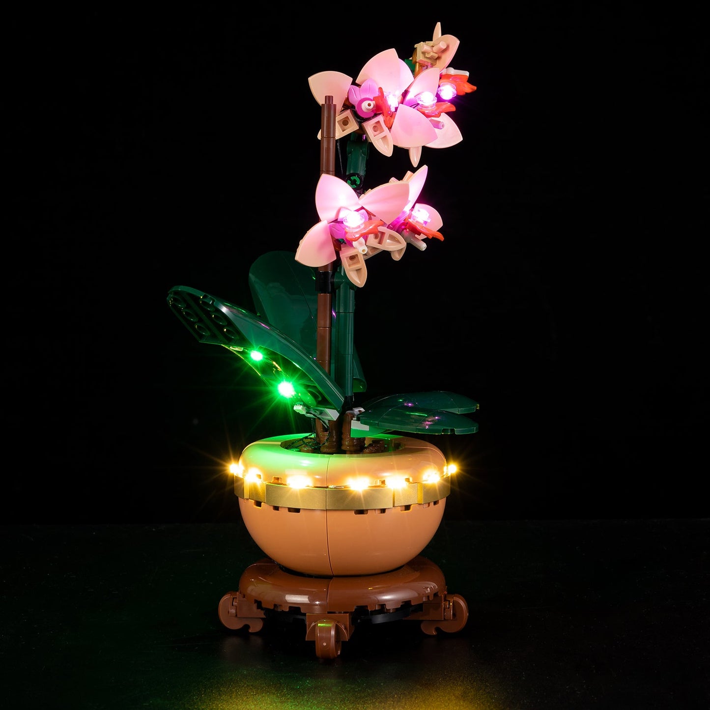 Orchid 10343 - Image 4
