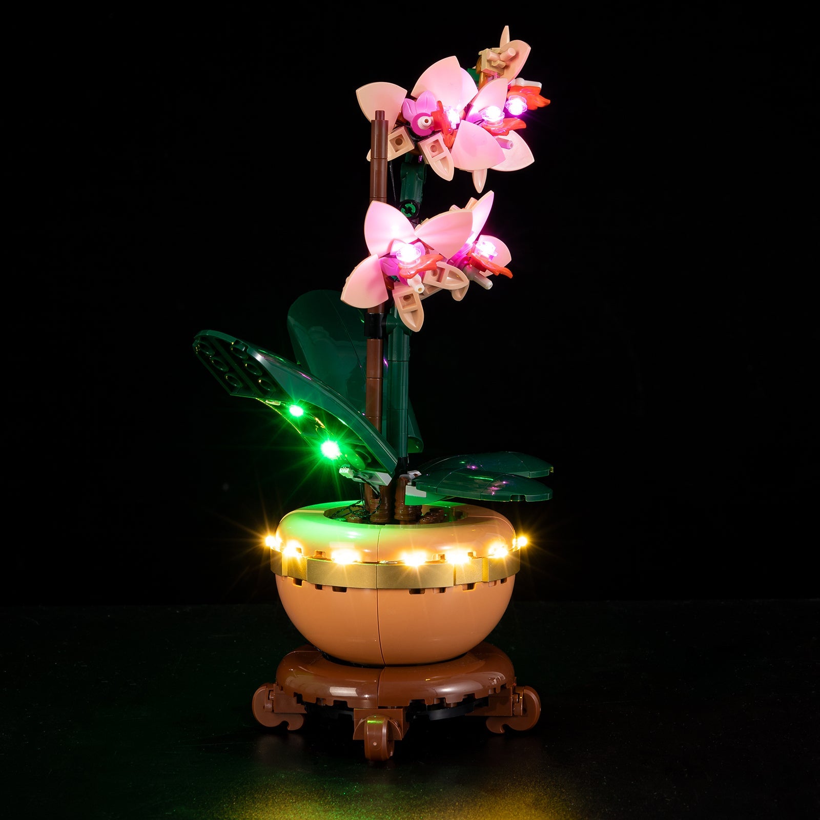 Orchid 10343 - Image 4