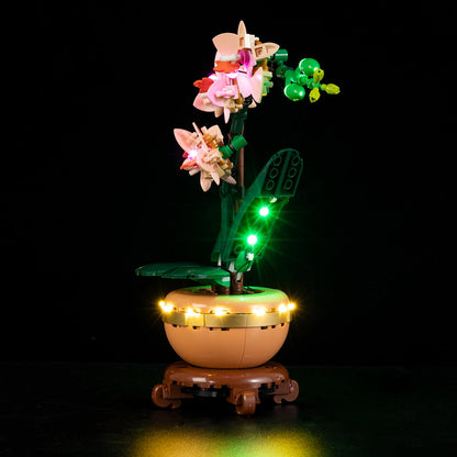 Orchid 10343 - Image 5