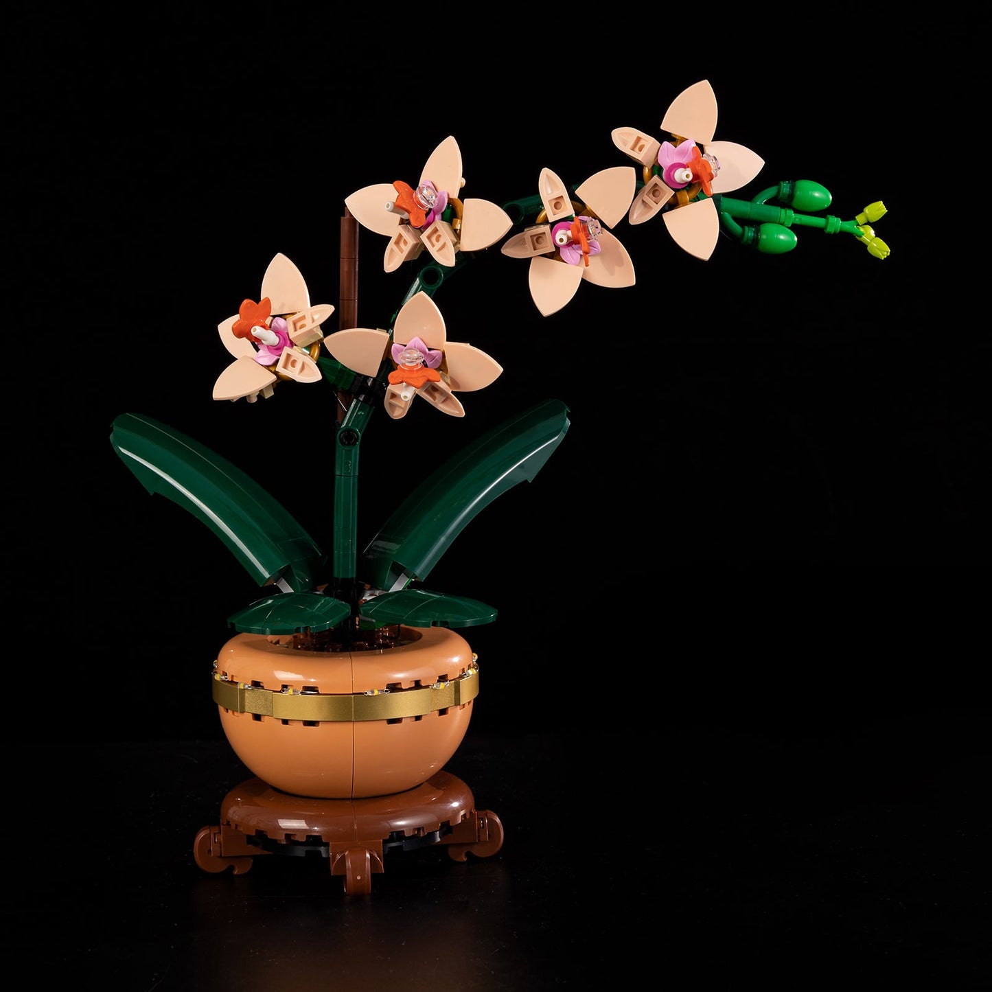 Orchid 10343 - Image 12