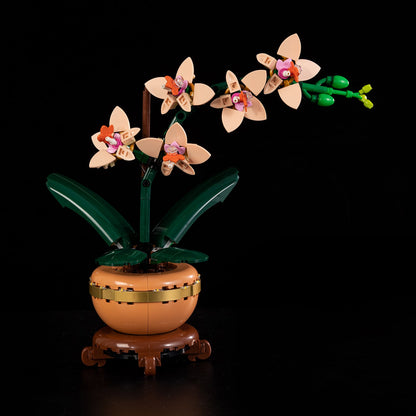 Orchid 10343 - Image 12
