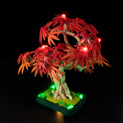 10348-Japanese-Red-Maple-Bonsai-Tree-Detail6
