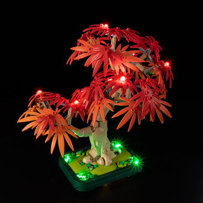 10348-Japanese-Red-Maple-Bonsai-Tree-Detail7