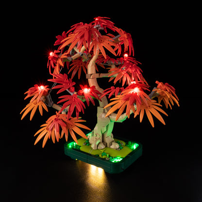 10348-Japanese-Red-Maple-Bonsai-Tree-Light1