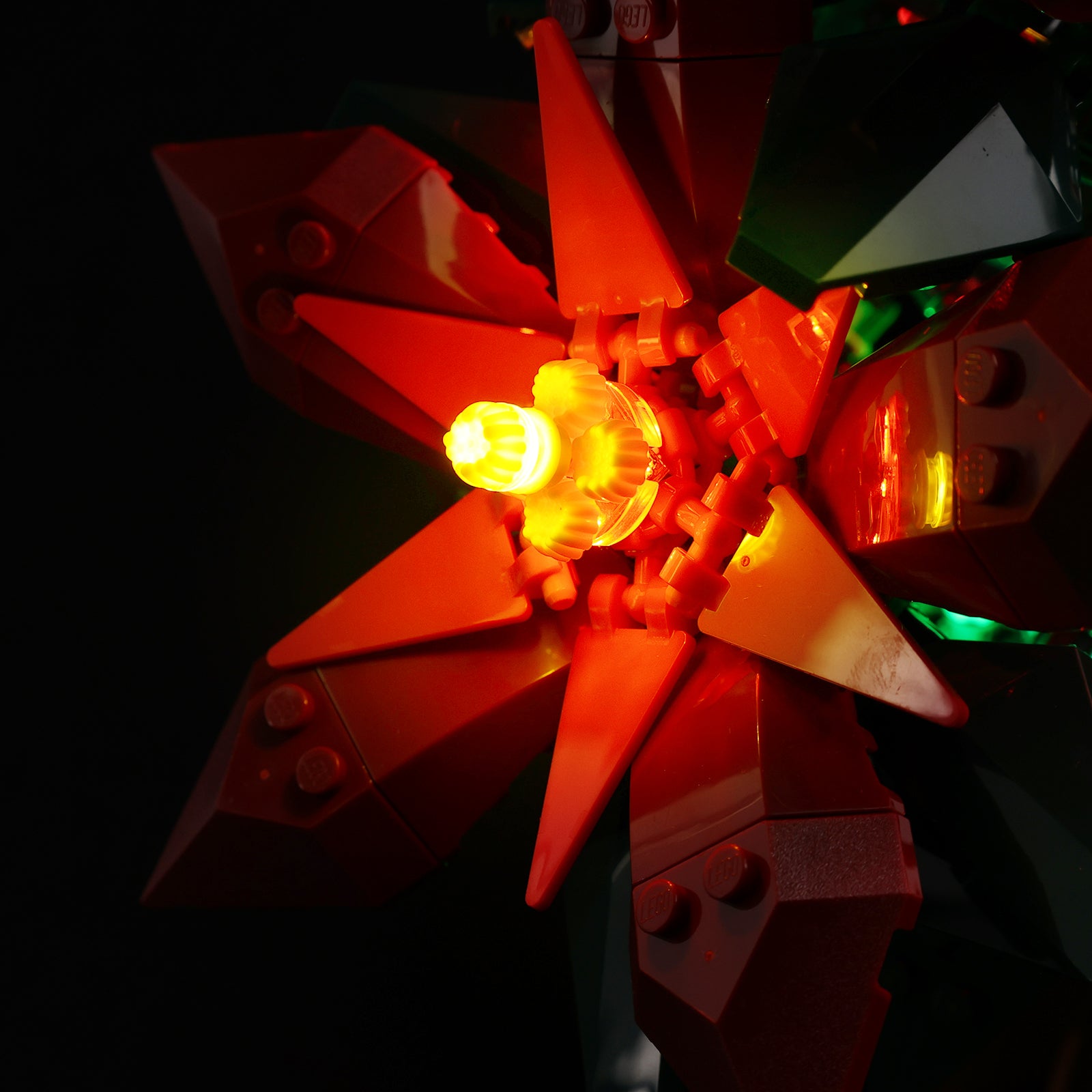 10370-Poinsettia-Light2.jpg