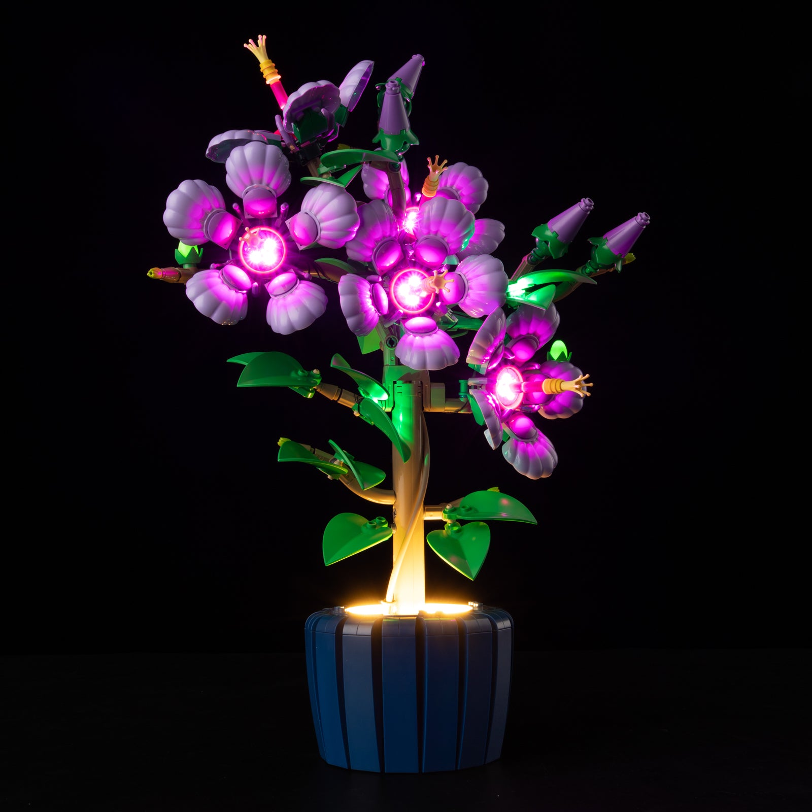10372-Hibiscus-Light3.jpg