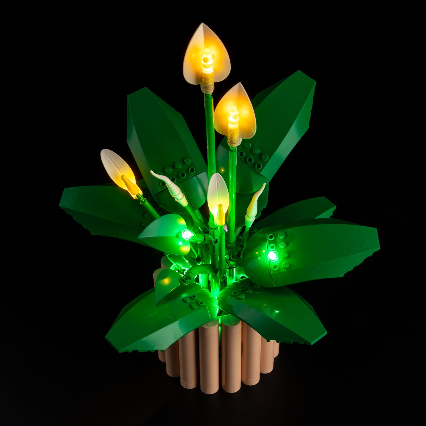 Top view of the Peace Lily with lights set